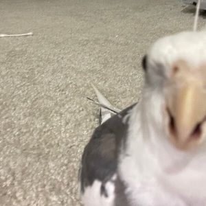 Meet your Posher, Melody